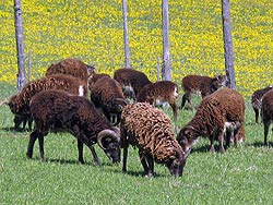 Osterspaziergang in Tennenbronn 2011