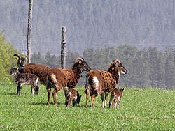 Osterspaziergang in Tennenbronn 2011