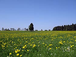 Osterspaziergang in Tennenbronn 2011