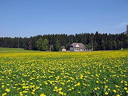Osterspaziergang in Tennenbronn 2011