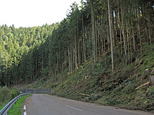 Holzmachen in der Berneck