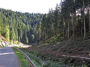 Holzmachen in der Berneck