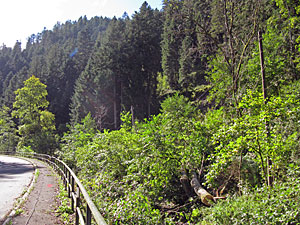 Holzmachen in der Berneck