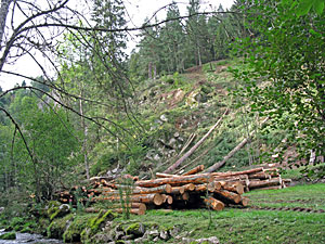 Holzmachen in der Berneck