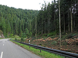Holzmachen in der Berneck