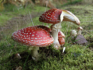 Herbstspaziergang