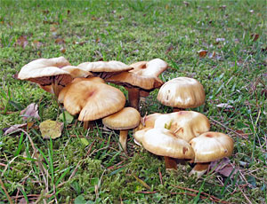 Herbstspaziergang