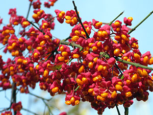 Herbstspaziergang