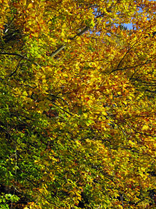 Herbstspaziergang