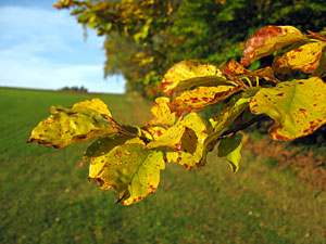 Herbstspaziergang