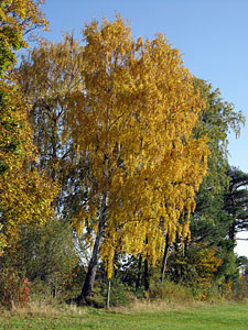 Herbstspaziergang