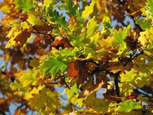Herbstspaziergang