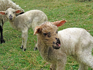 Ostern 2012