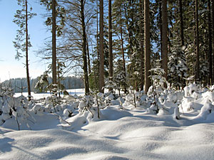Winter in Tennenbronn