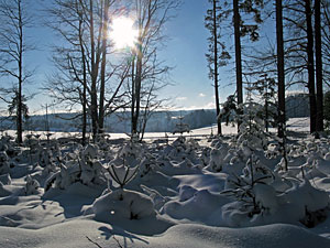 Winter in Tennenbronn
