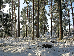 Winter in Tennenbronn