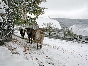 Winter im Herbst