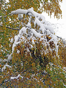 Winter im Herbst