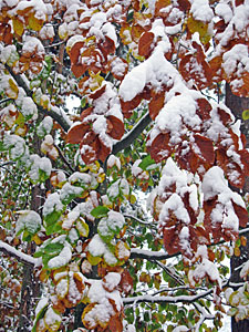 Winter im Herbst