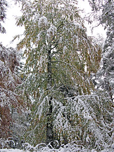 Winter im Herbst