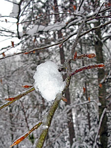 Zentimeterdicke Eisschicht in Tennenbronn