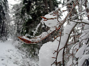 Zentimeterdicke Eisschicht in Tennenbronn