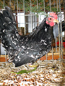 Lokalschau der Geflügelzüchter