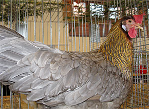 Lokalschau der Geflügelzüchter