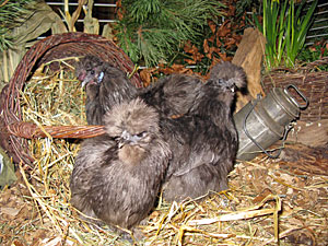 Lokalschau der Geflügelzüchter Lokalschau der Geflügelzüchter