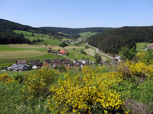 Der Ginster blht