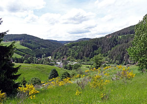 Der Ginster blht