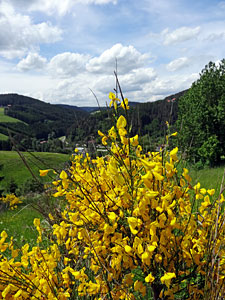 Der Ginster blht