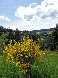 Der Ginster blht