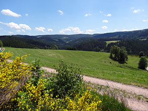 Der Ginster blht