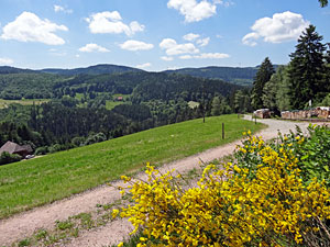 Der Ginster blht