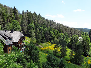 Der Ginster blht