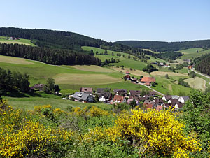 Der Ginster blht