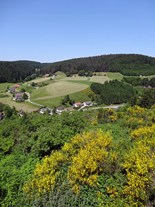 Der Ginster blht