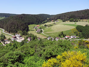 Der Ginster blht