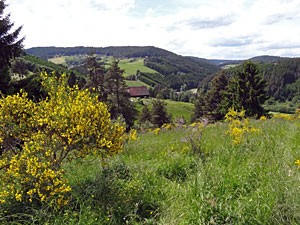 Der Ginster blht