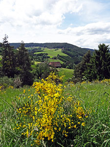 Der Ginster blht