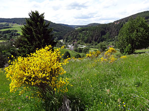 Der Ginster blht