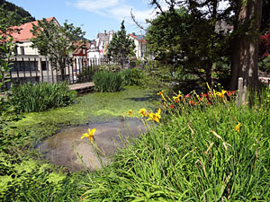 Sommer in Tennenbronn