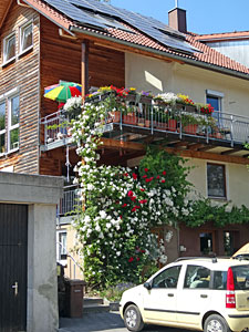Sommer in Tennenbronn