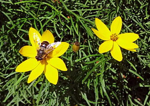 Sommer in Tennenbronn