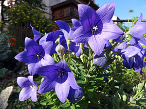 Sommer in Tennenbronn