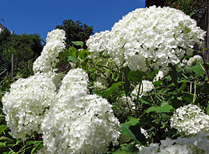 Sommer in Tennenbronn
