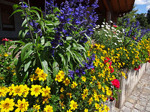 Sommer in Tennenbronn Sommer in Tennenbronn