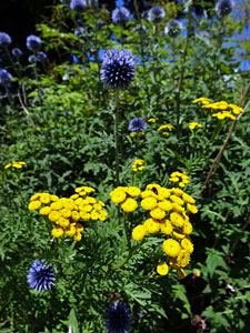 Sommer in Tennenbronn