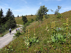 Titisee - Feldberg